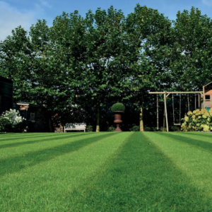 Advanta Versailles graszaad voor gazonaanleg