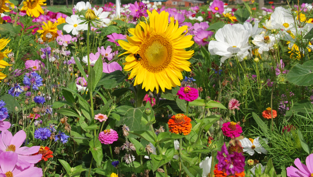 Veldbloemen Honey Bee project