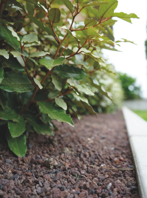 lavasteen als bodembedekker bij planten