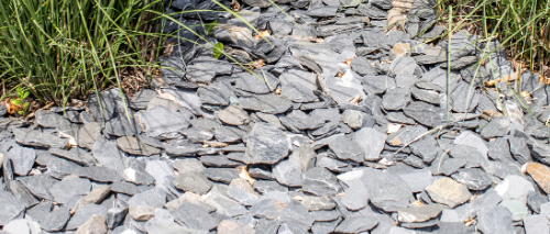 Steenroos bodembedekking