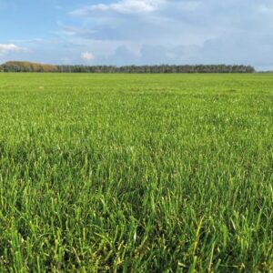 Forza tetra Advanta graszaad