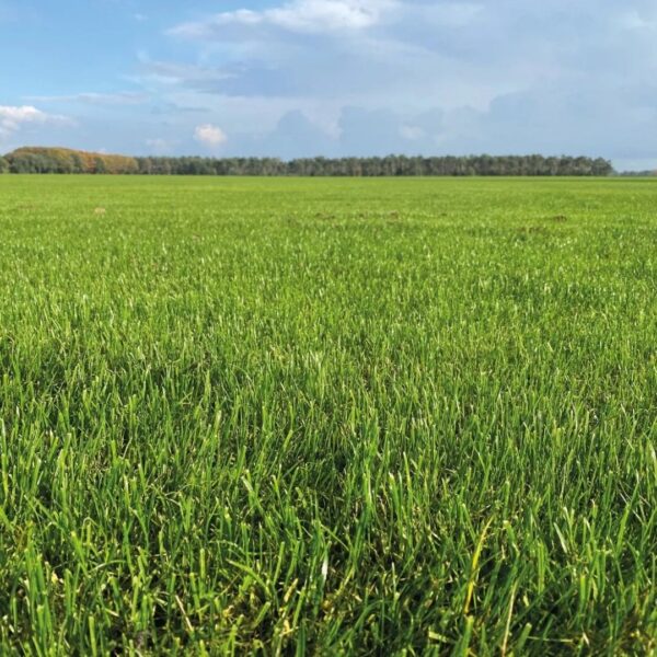 Forza tetra Advanta graszaad