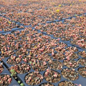 Plateau de plants de sedum