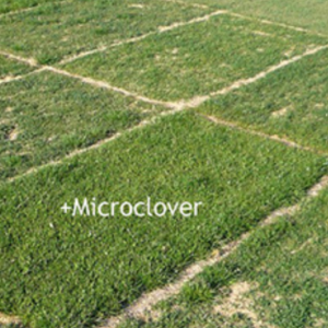 Klavermengeling Microclover Pirouette 1 kg