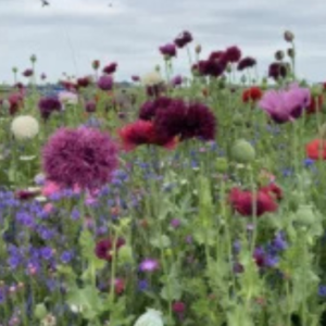 Veldbloemen Nostalgie 100g