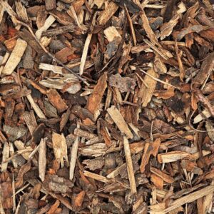 Pinus Sylvestris 25/40