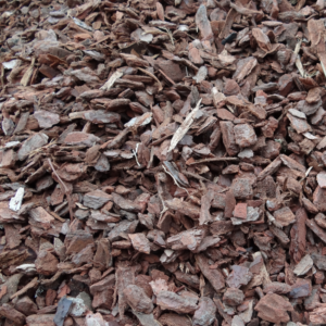 Pinus Maritima 15/25