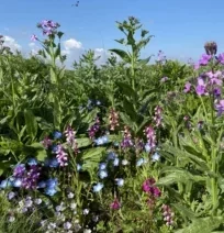 Veldbloemen Renaissance 100g