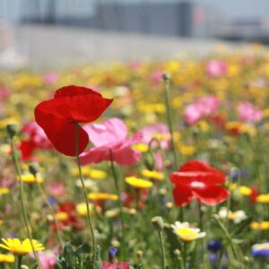 Wildbloemen Laag 100gr