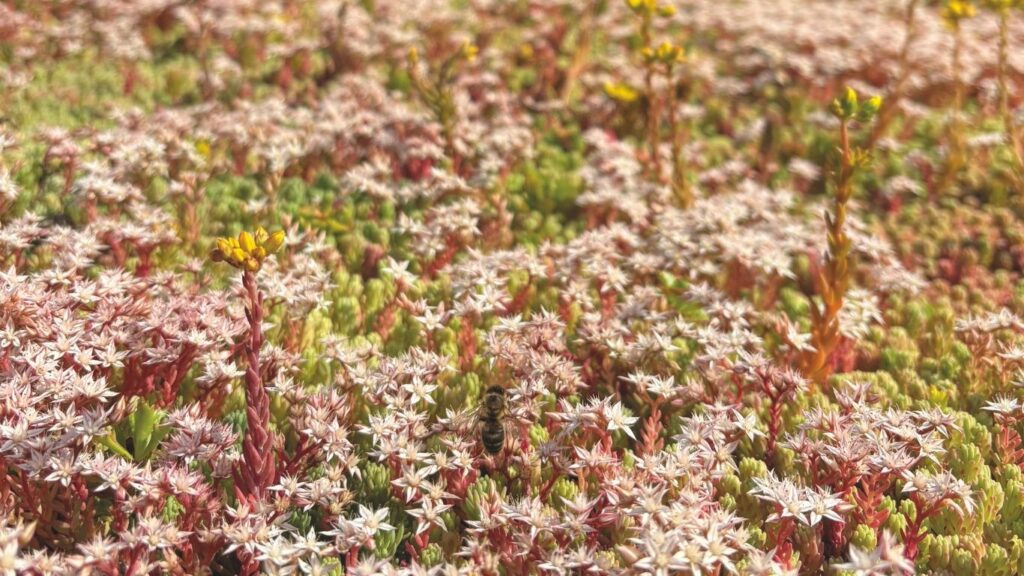 sedum groendak project z Zedelgem