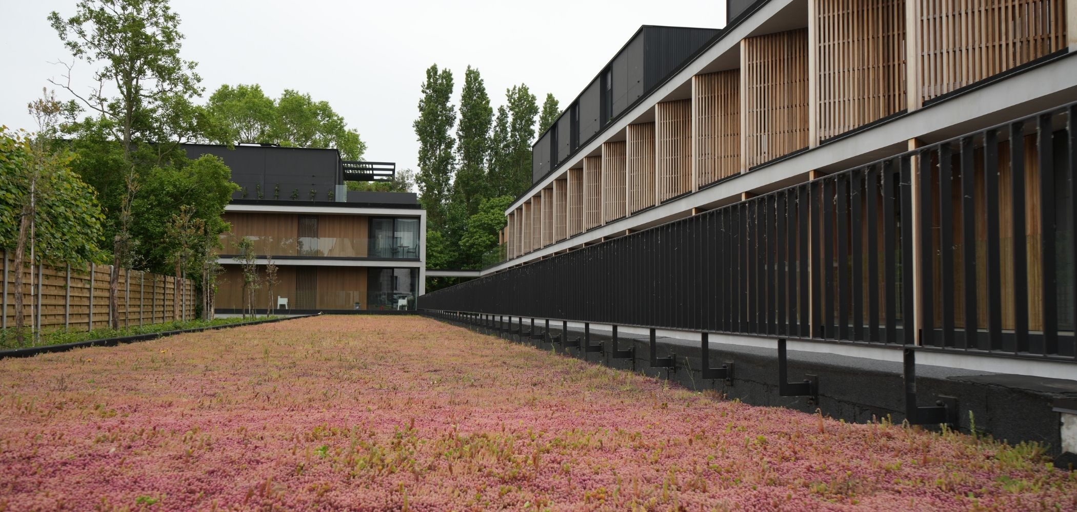 sedum groendak project z Zedelgem