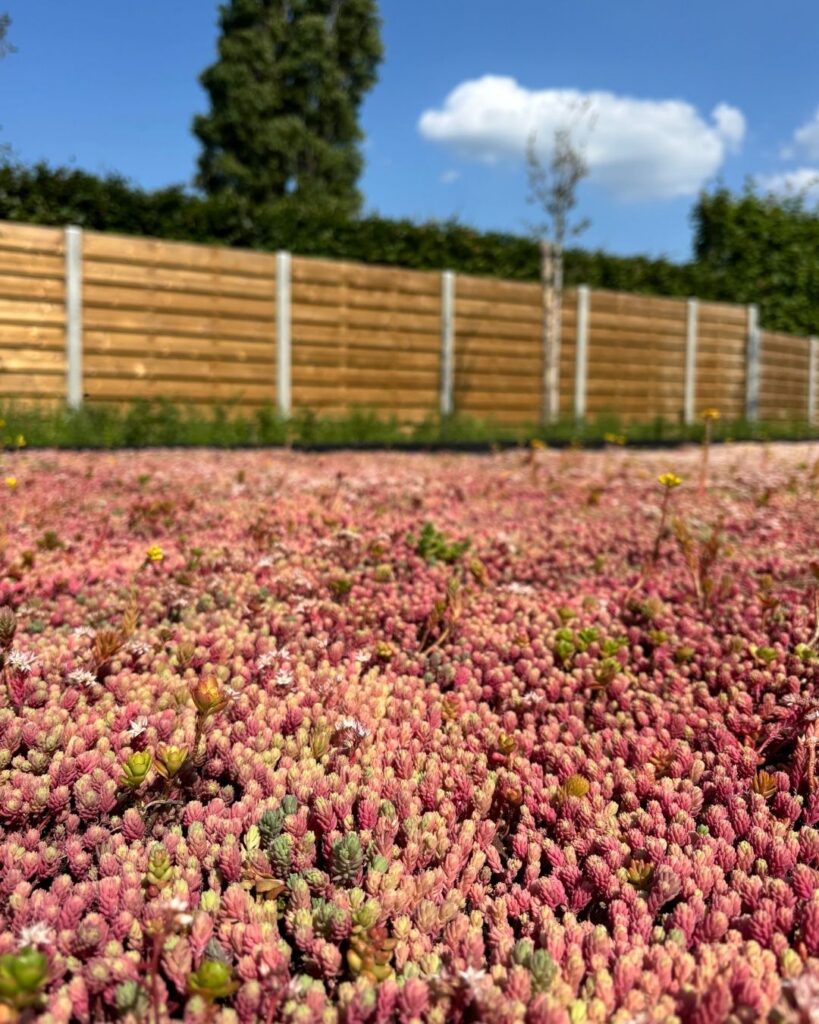 sedum groendak project z Zedelgem