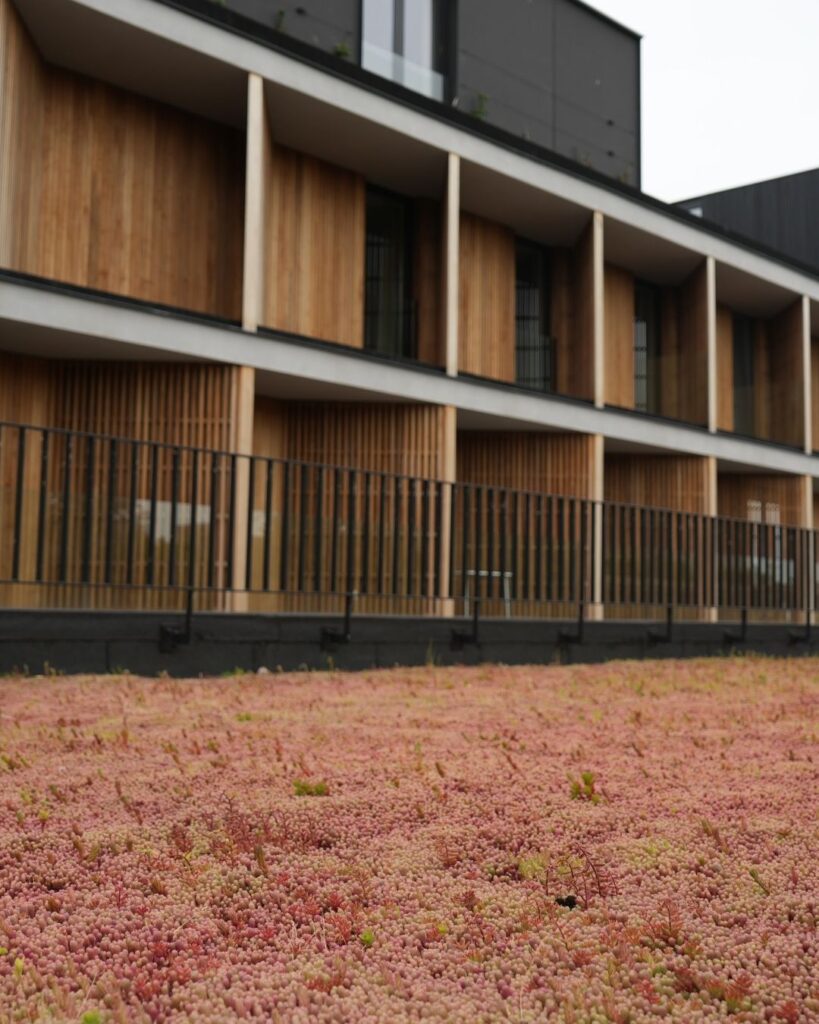 sedum groendak project z Zedelgem