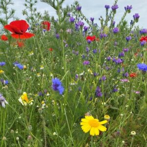 veldbloemen bloemenpracht
