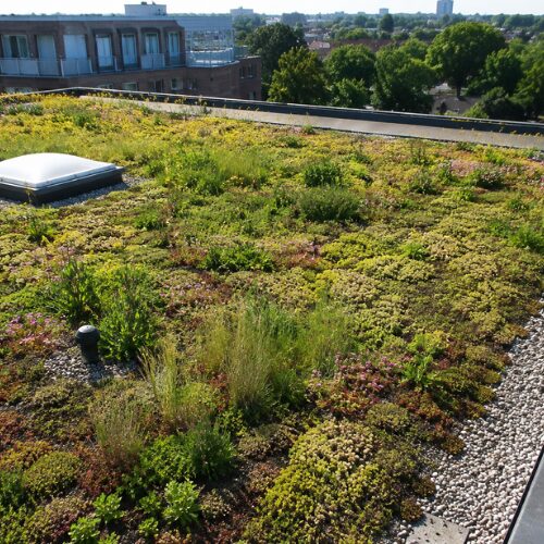 Biodivers groendak — bloeiend sedum met bij, realisatie Zedelgem
